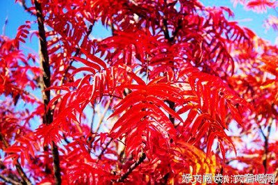 关于若无相欠，怎会相见的句子
