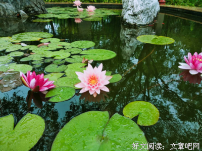 《睡莲》的句子