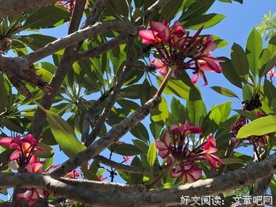 木石名句欣赏