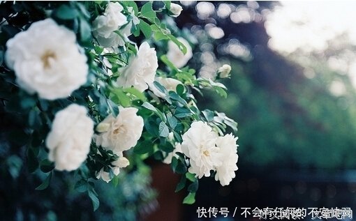 美句的句子