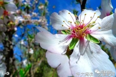 最经典的《一生中最爱》佳句摘抄