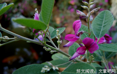 《一花一世界》经典的句子