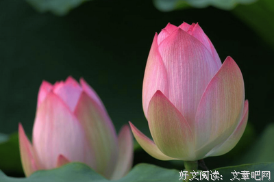 《我不喜欢这世界，我只喜欢你》的读后感大全