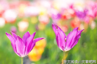 关于安之若素的唯美语录
