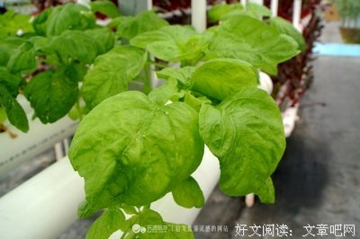 蔬之物语经典读后感有感