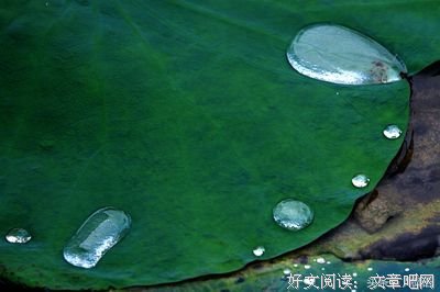 一颗莲子的生命旅程读后感1000字