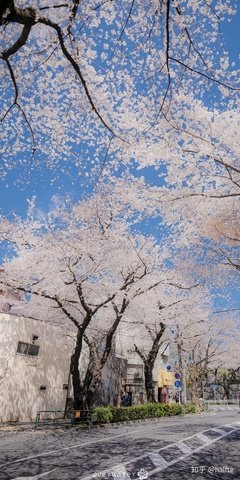 卢思浩句子