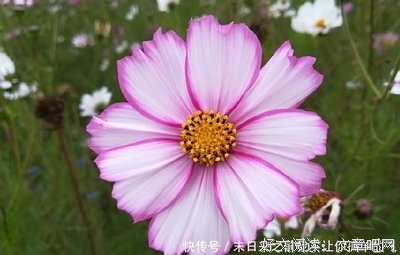 文及己心经典的句子