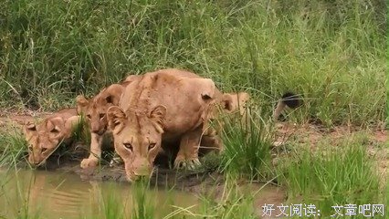 《丛林赤子心》经典影评有感