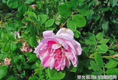 咬咬牙的句子