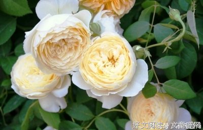 有关若是你会迷路那么我当你的眼的句子