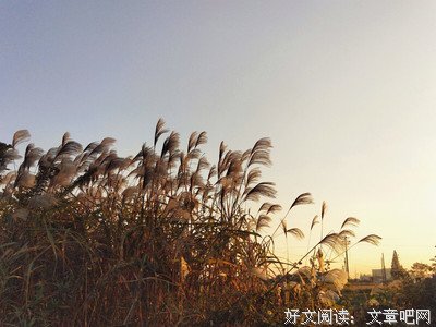 辛夷坞经典名句