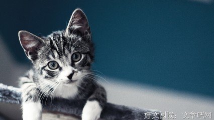 我的美句的句子