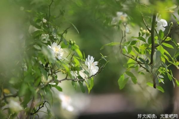 细品岁月安暖，人生处处好风景