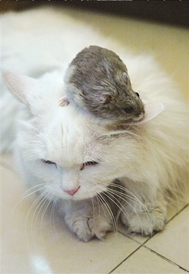 《一只猫的生活与哲学观》读后感100字