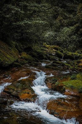《沉睡的森林》经典影评集