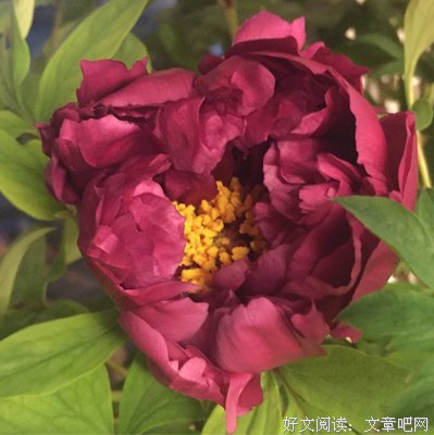 《我最中意的雪天》影评100字