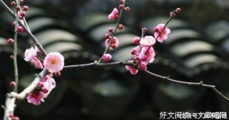 明月何须夜夜明名句欣赏