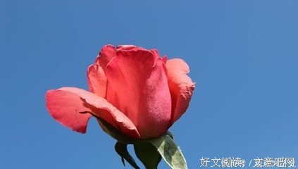 《何必怀念》的句子