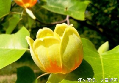 有关致畴昔的句子