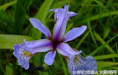 时光深处，花开无声句子大全