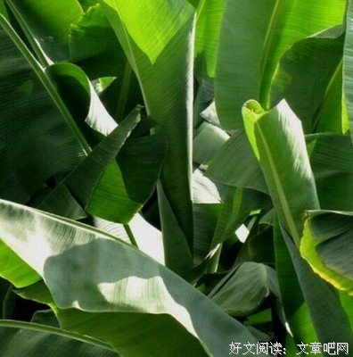 有关久栀，永久的芳香的句子