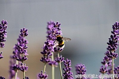 失落经典的句子
