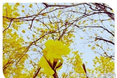 唯美诗歌