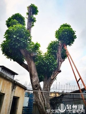 有关柳絮集的句子