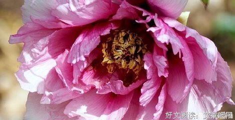 关于学会优雅的句子