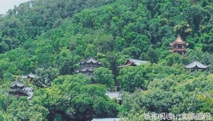 最新的《千年蓝花楹》经典语句大全