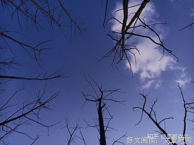 《樱花树下》读后感摘抄