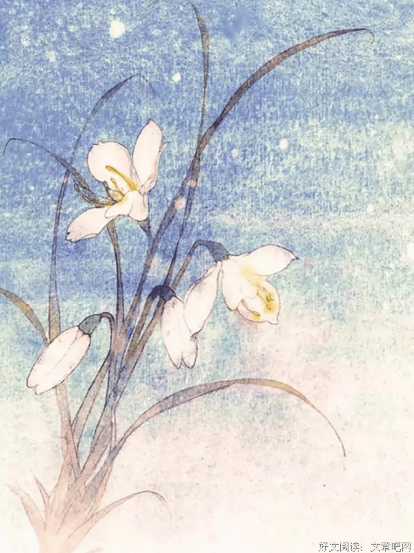 《香草美人》经典读后感有感