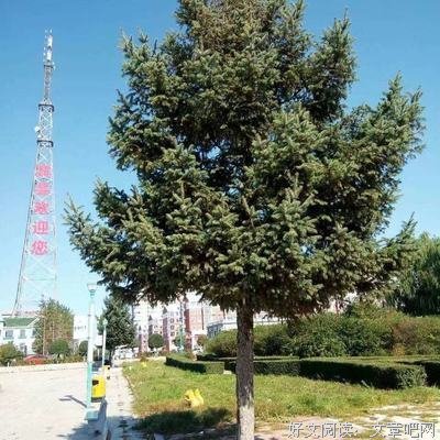 关于佳句年年有，今年去道人那样道物多的句子