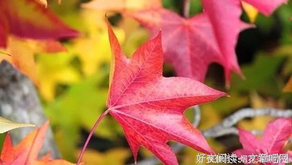 拥抱小而于当每你的滋味的优美句子