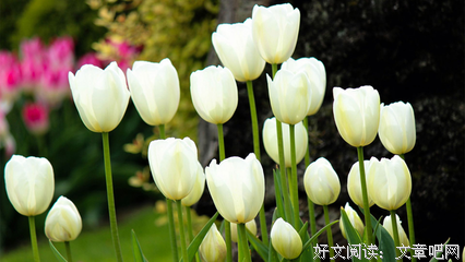 什么是爱的句子