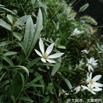 想念给你听句子