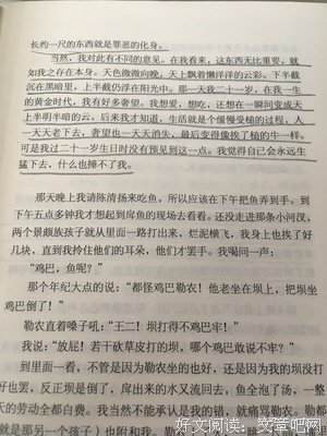 王小波的优美句子
