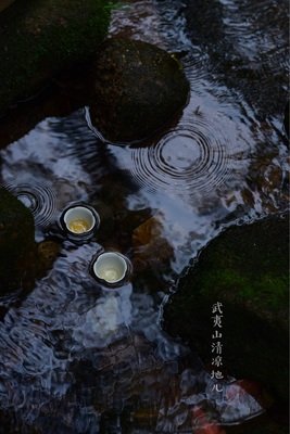 最新的《台湾草木记》经典句子