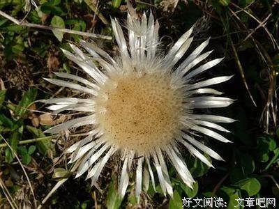 《夜风》经典影评1000字