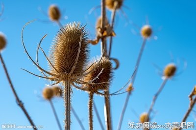 异草奇花读后感1000字