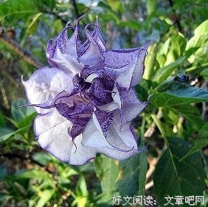 《人参果》影评精选