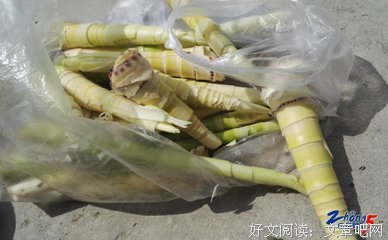 《野味难寻》读后感1000字