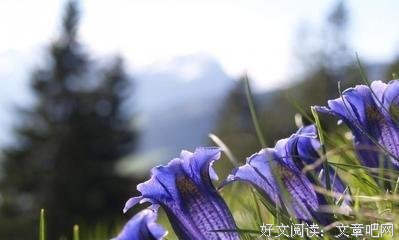 谁的笔尖流转，划过谁的流年的优美句子