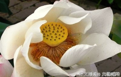 关于宽容与感恩的句子