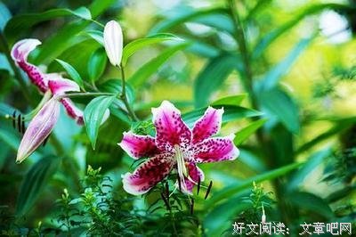 清茶淡如许经典的句子