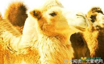 最全的《哭泣的骆驼》佳句摘抄大全