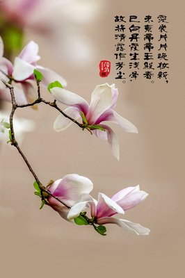 喜欢第然条山得是师好句子