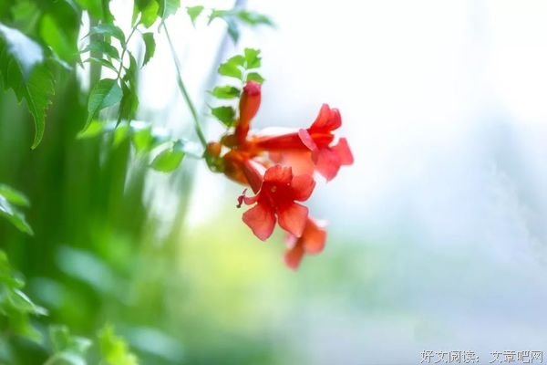 生命里，有风有雨，更有阳光