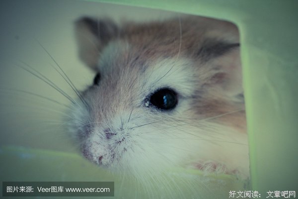 大自然的故事.草尖上的老鼠读后感100字